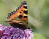 Aglais urticae